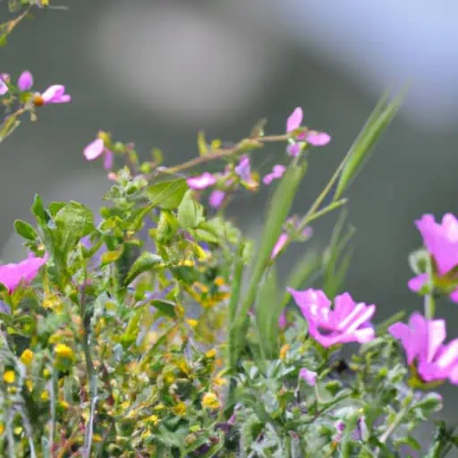 תקריב של פרחי בר אנדמיים פורחים בחצי האי אקמאס