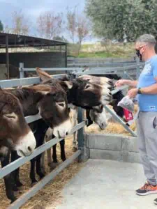 “Golden donkeys” farm