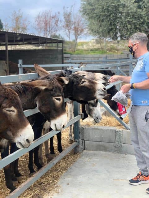 “Golden donkeys” farm